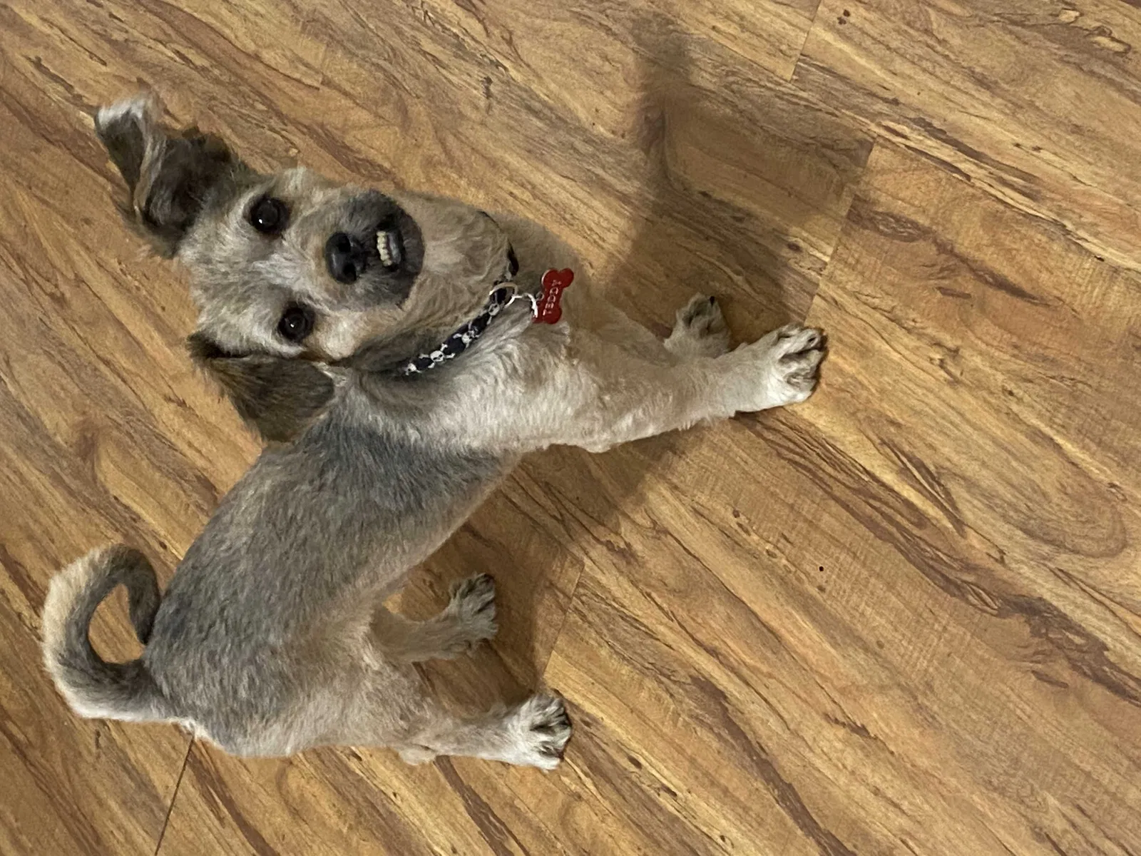 Lost dog in Shelbyville, KY, 40065