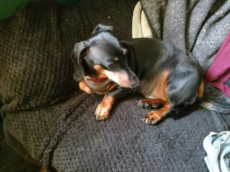 Lost dog in Middletown, NY, 10940