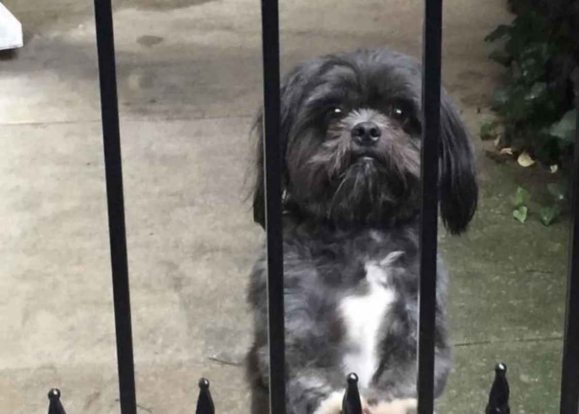 Lost dog in Murfreesboro, TN, 37130