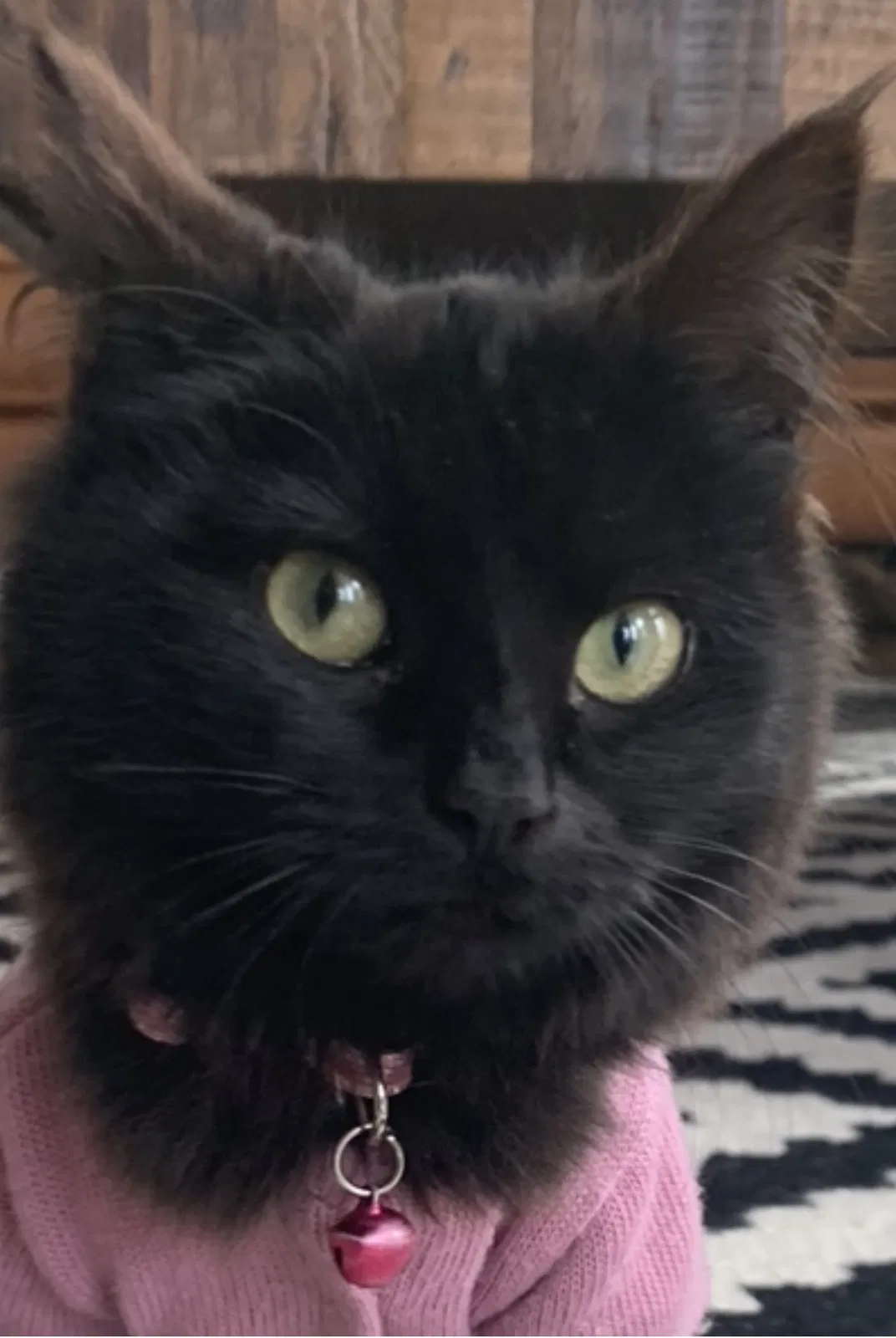 Lost cat in Canby, OR, 97013