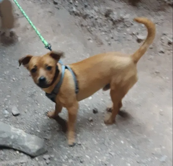 Lost dog in El Paso, TX, 79938