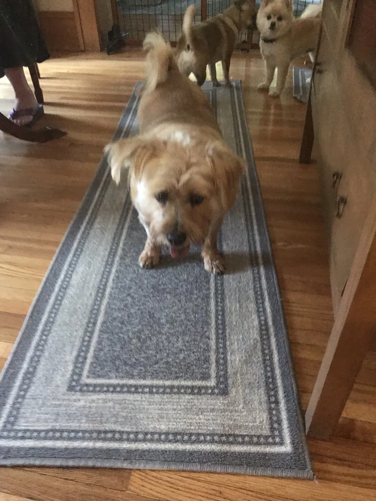 Lost dog in Unknown, NC, 0