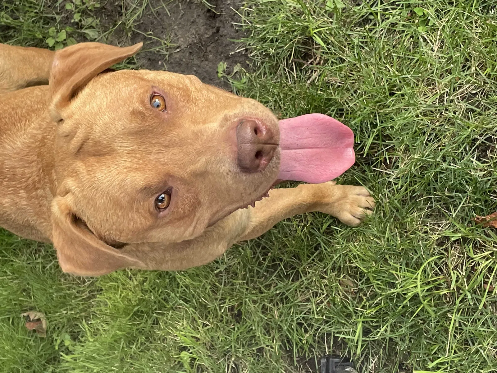 Found dog in Detroit, MI, 48202