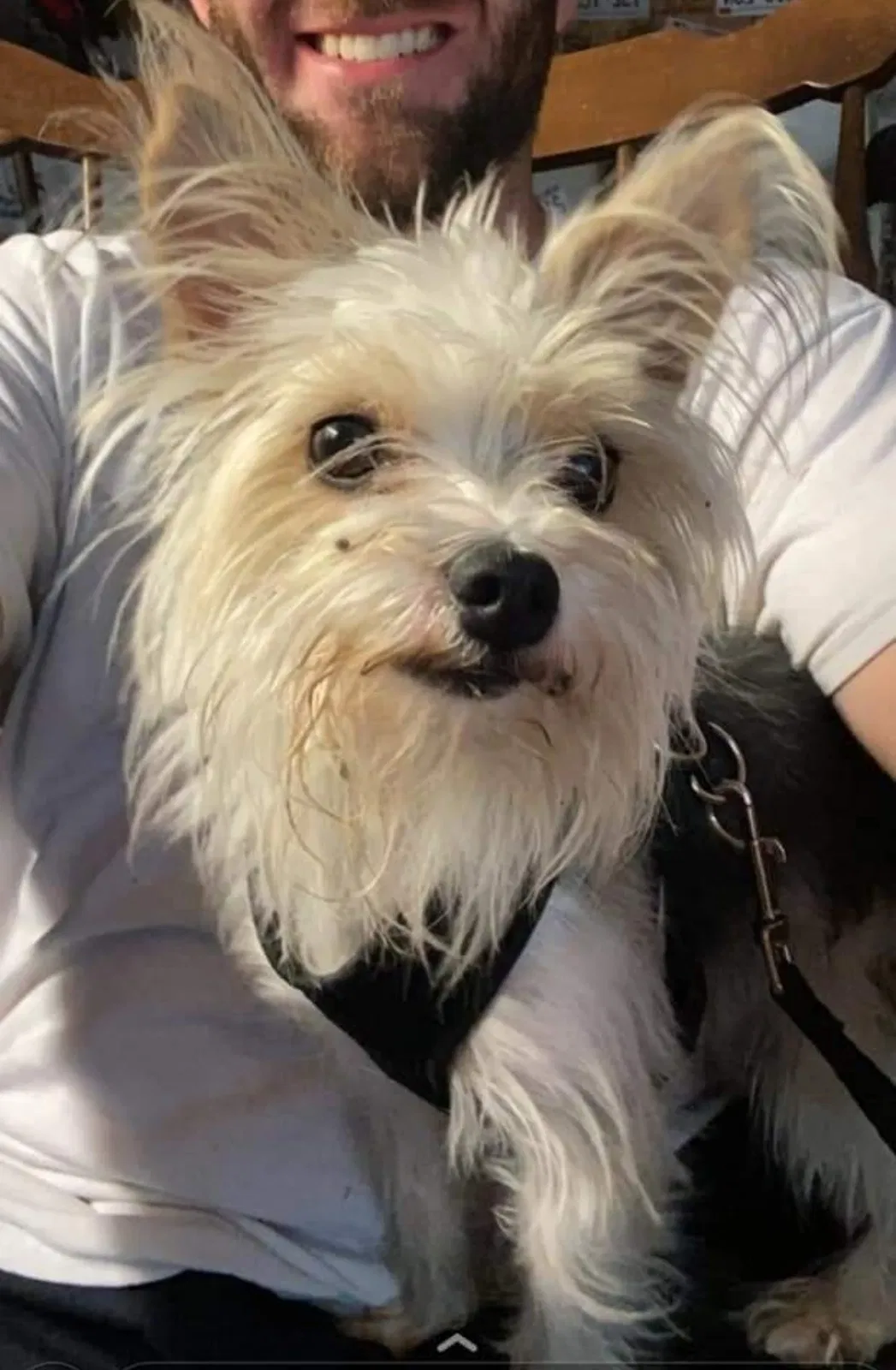 Lost dog in Sturtevant, WI, 53177