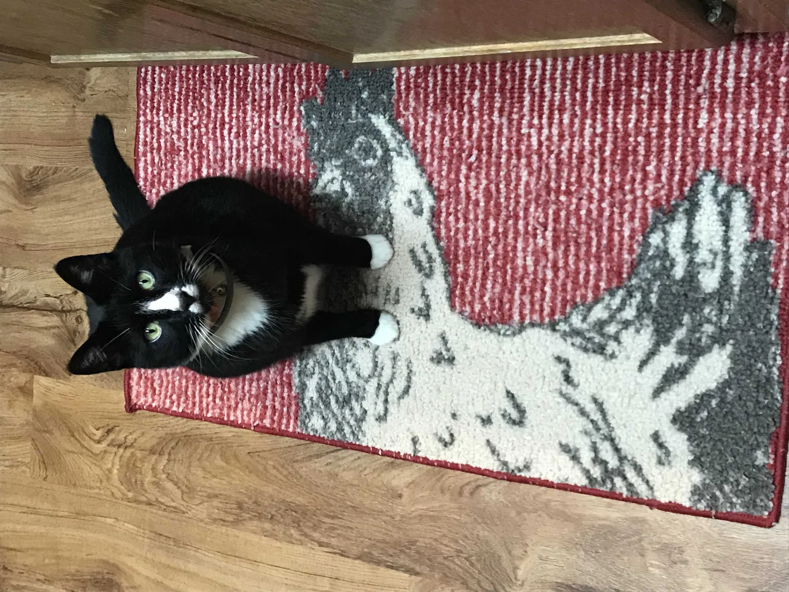 Lost cat in Fairview, TN, 37062
