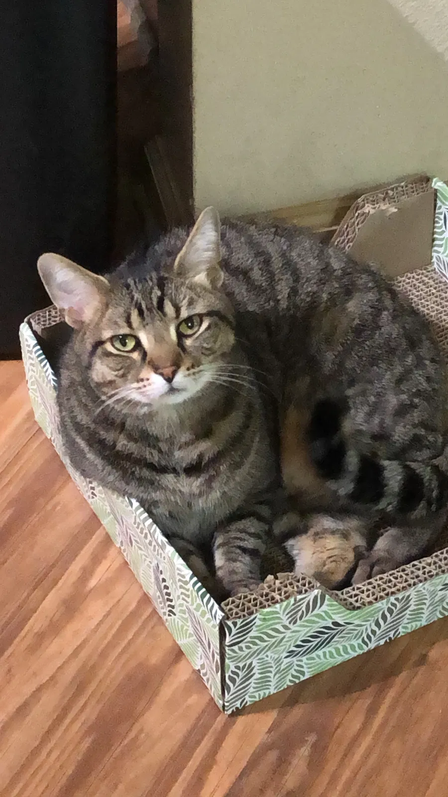 Lost cat in Cornelius, NC, 28031