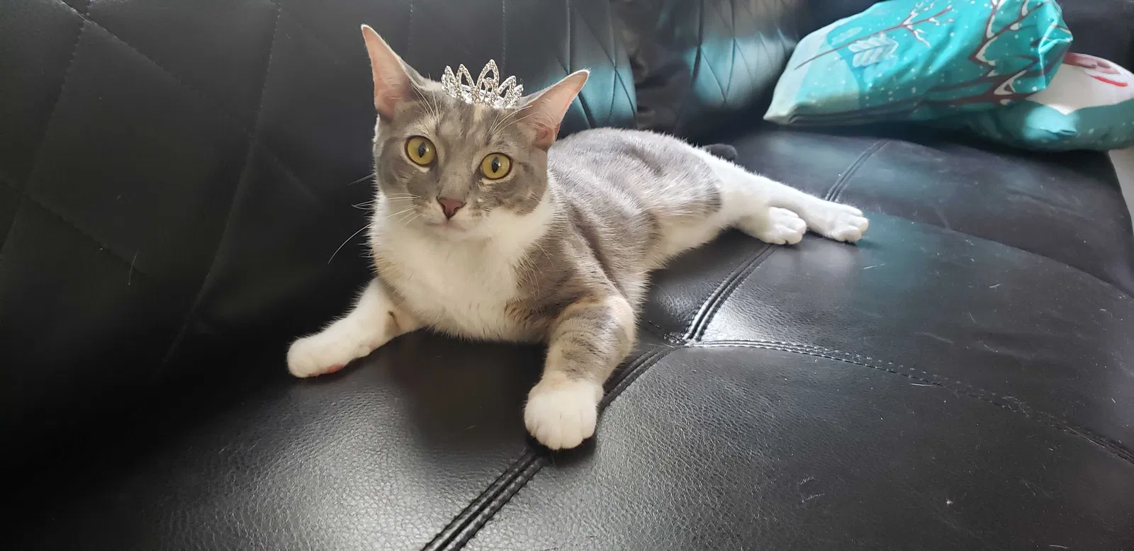Lost cat in Miami, FL, 33194