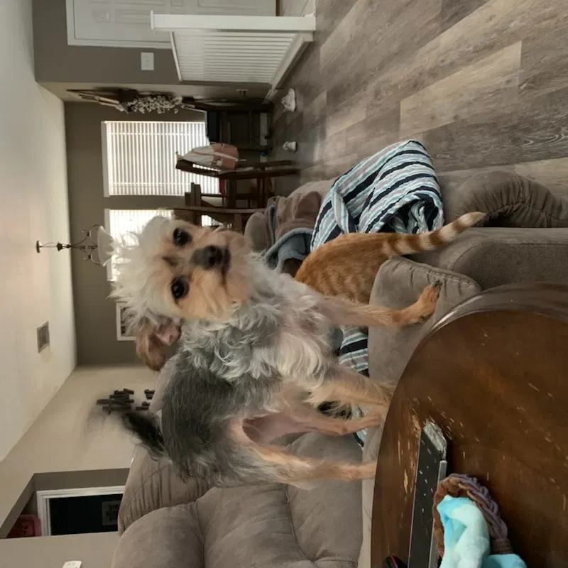 Lost dog in Georgetown, TX, 78626