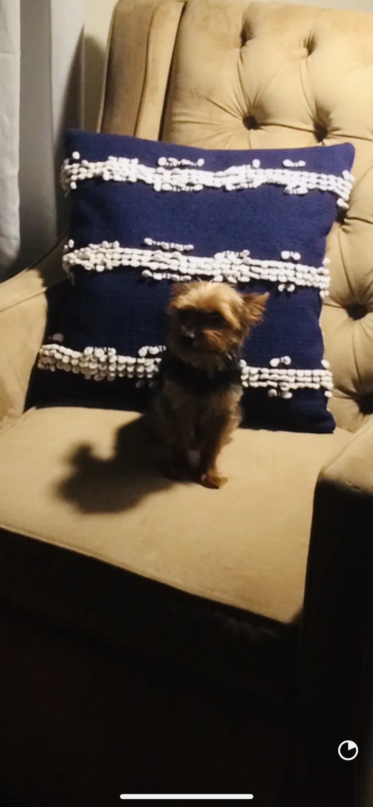 Lost dog in North Little Rock, AR, 72116