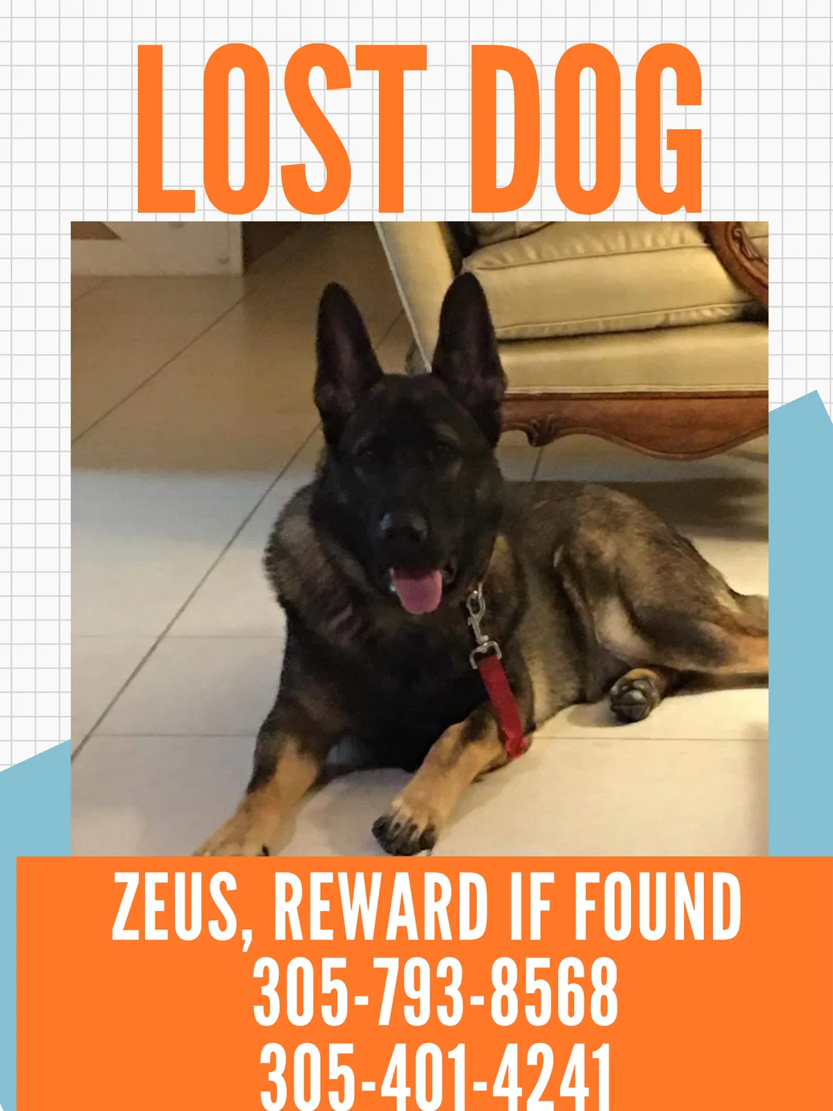 Lost dog in Miami, FL, 33174