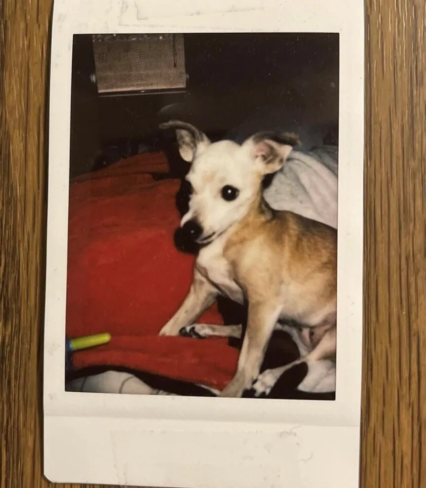Lost dog in Las Vegas, NV, 89117