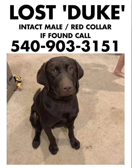 Lost dog in Fredericksburg, VA, 22407