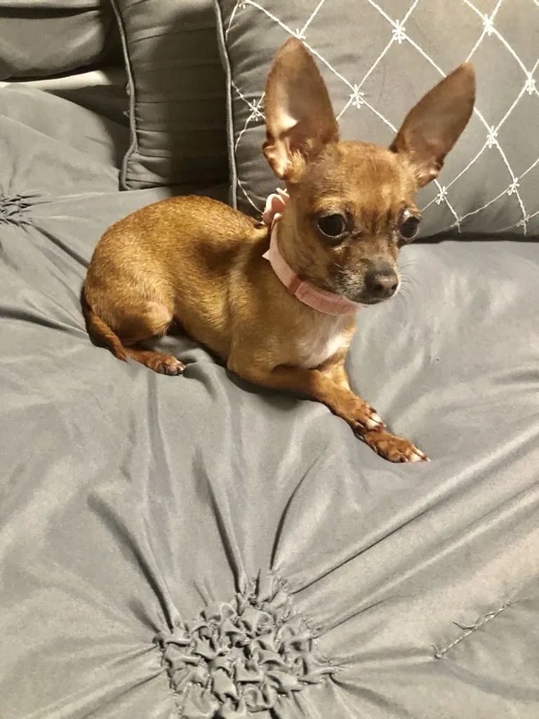 Lost dog in Hollywood, FL, 33023