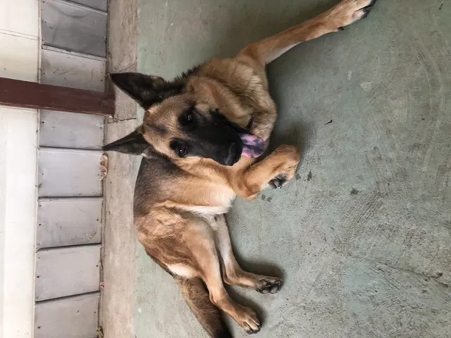 Lost dog in Cabazon, CA, 92230
