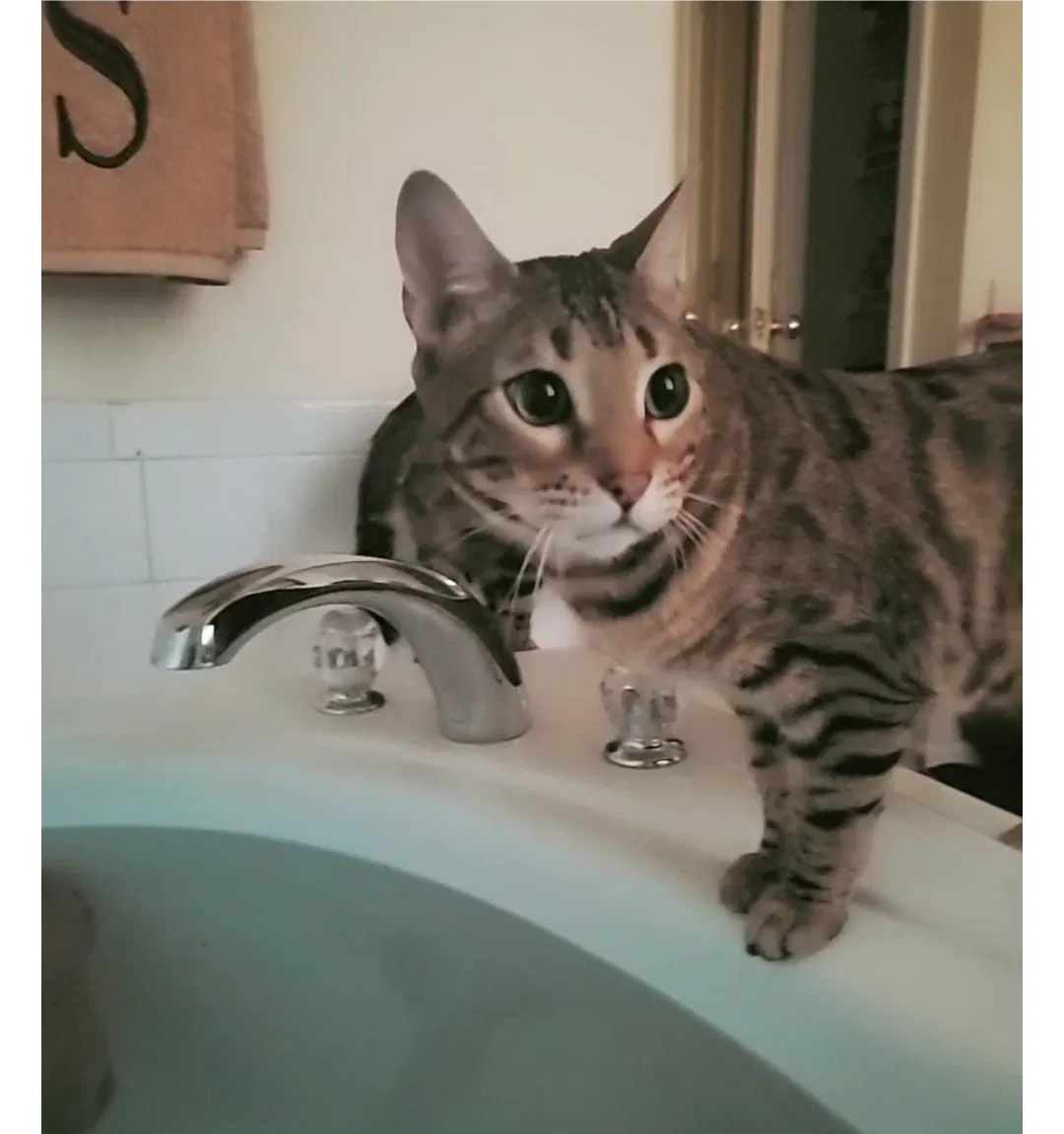 Lost cat in Middle River, MD, 21220