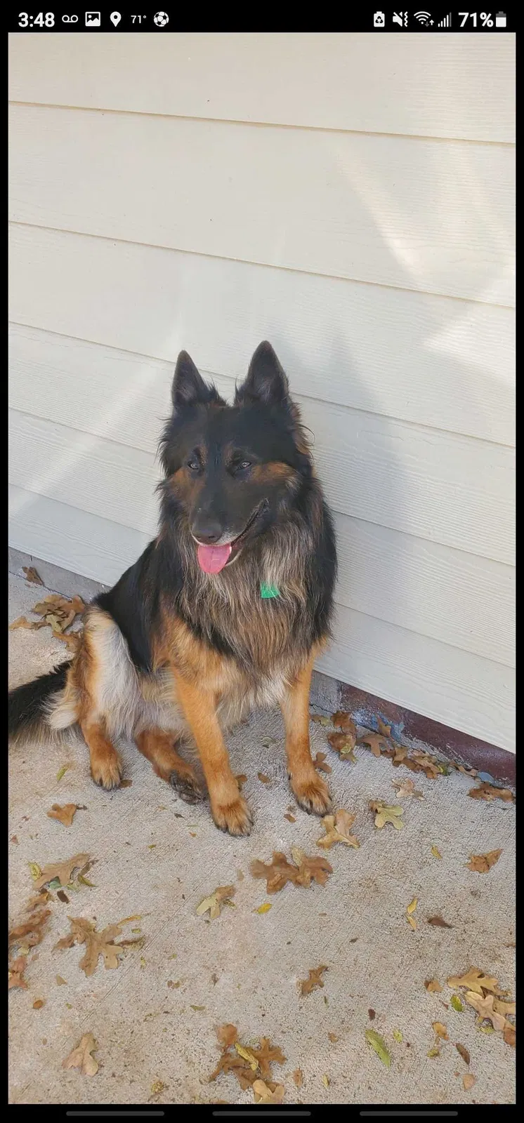 Lost dog in Burleson, TX, 76028