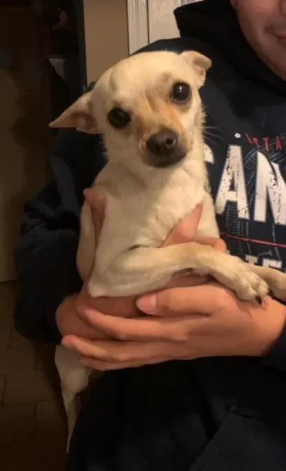 Lost dog in Allen, TX, 75002