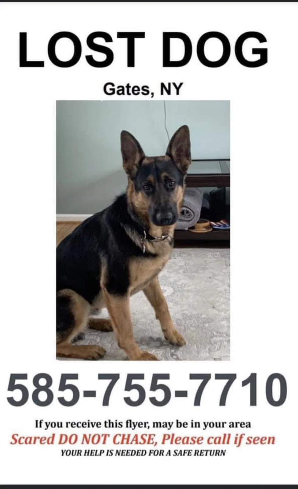 Lost dog in Rochester, NY, 14624