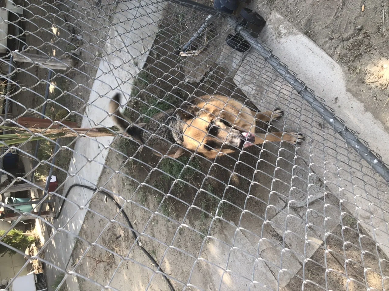 Found dog in Cabazon, CA, 92230