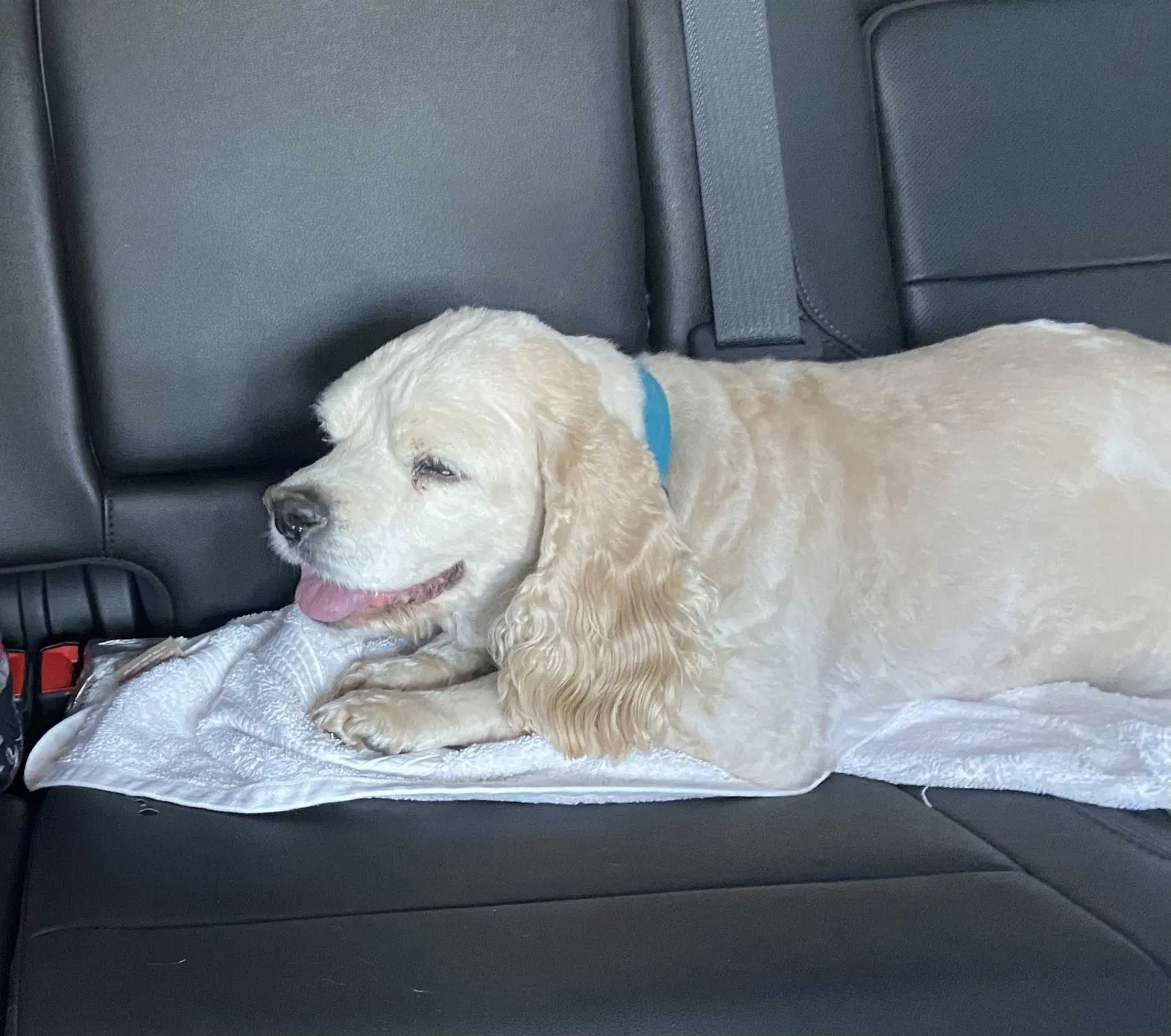 Lost dog in Perris, CA, 92570