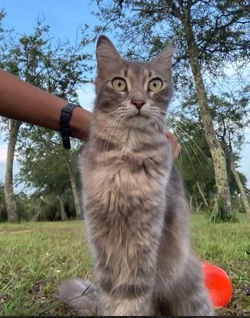 Found cat in Miami, FL, 33177