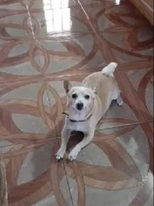 Lost dog in Converse, TX, 78109