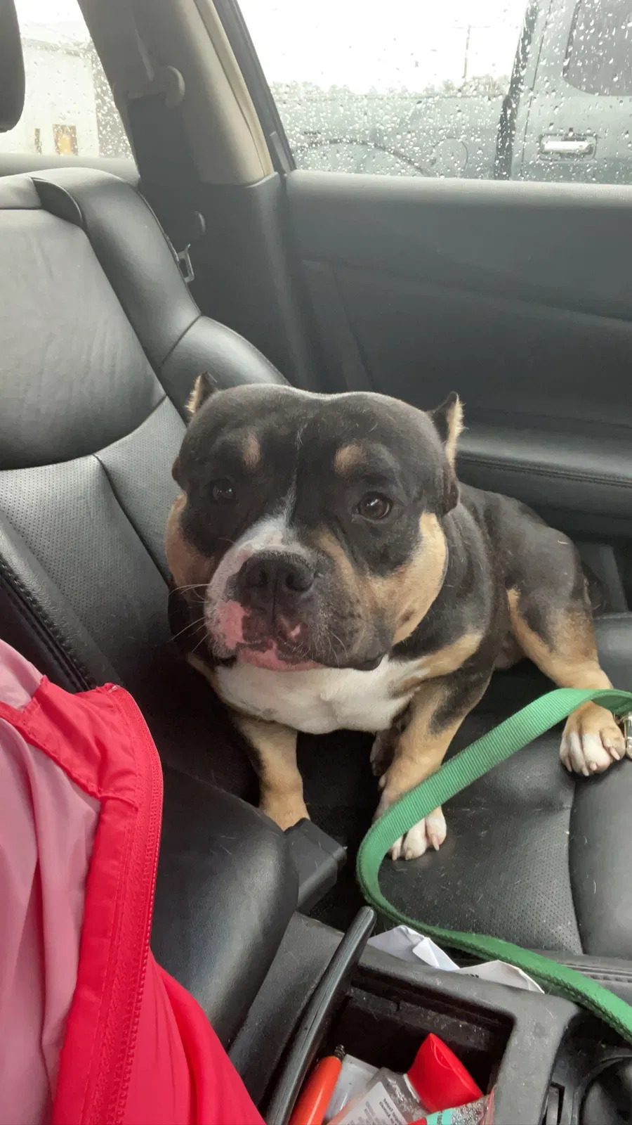 Lost dog in Fayetteville, NC, 28303