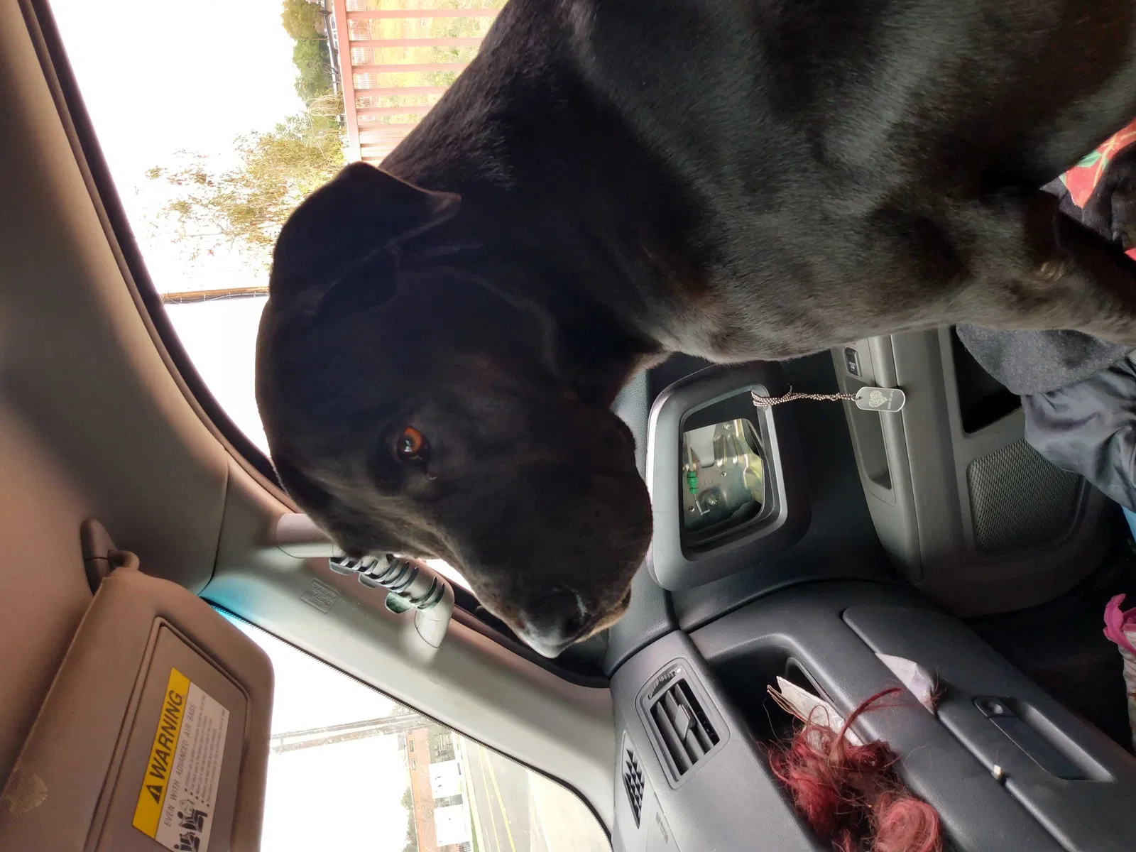 Lost dog in San Bernardino, CA, 92410
