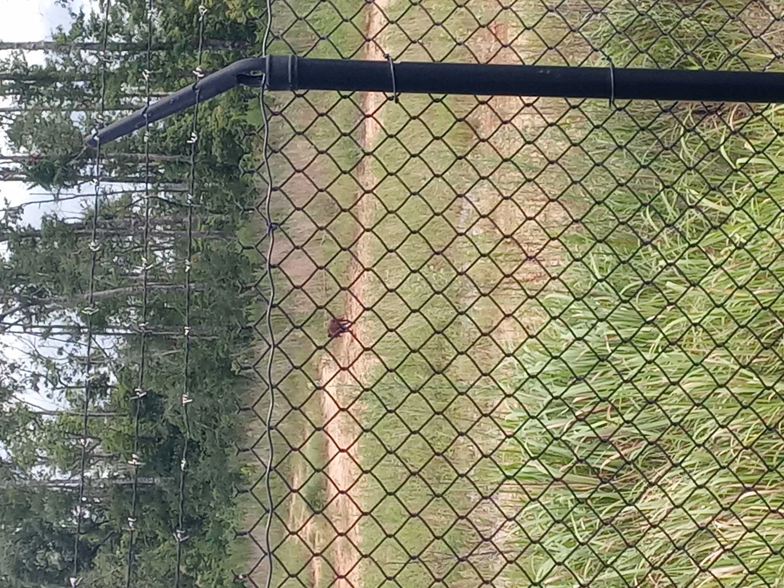 Found dog in Theodore, AL, 36582