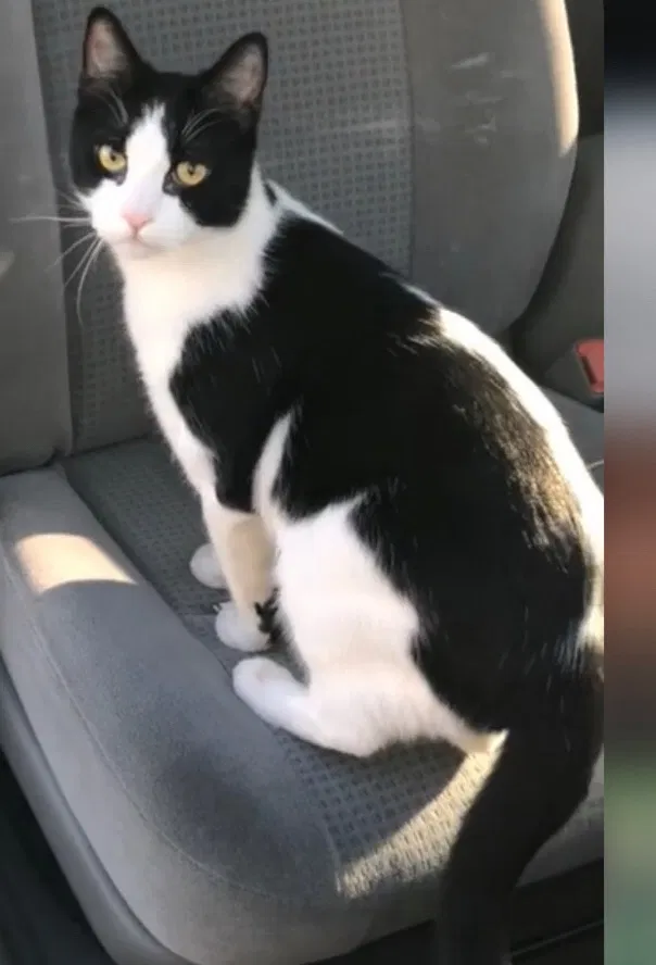 Lost cat in Scottsdale, AZ, 85257