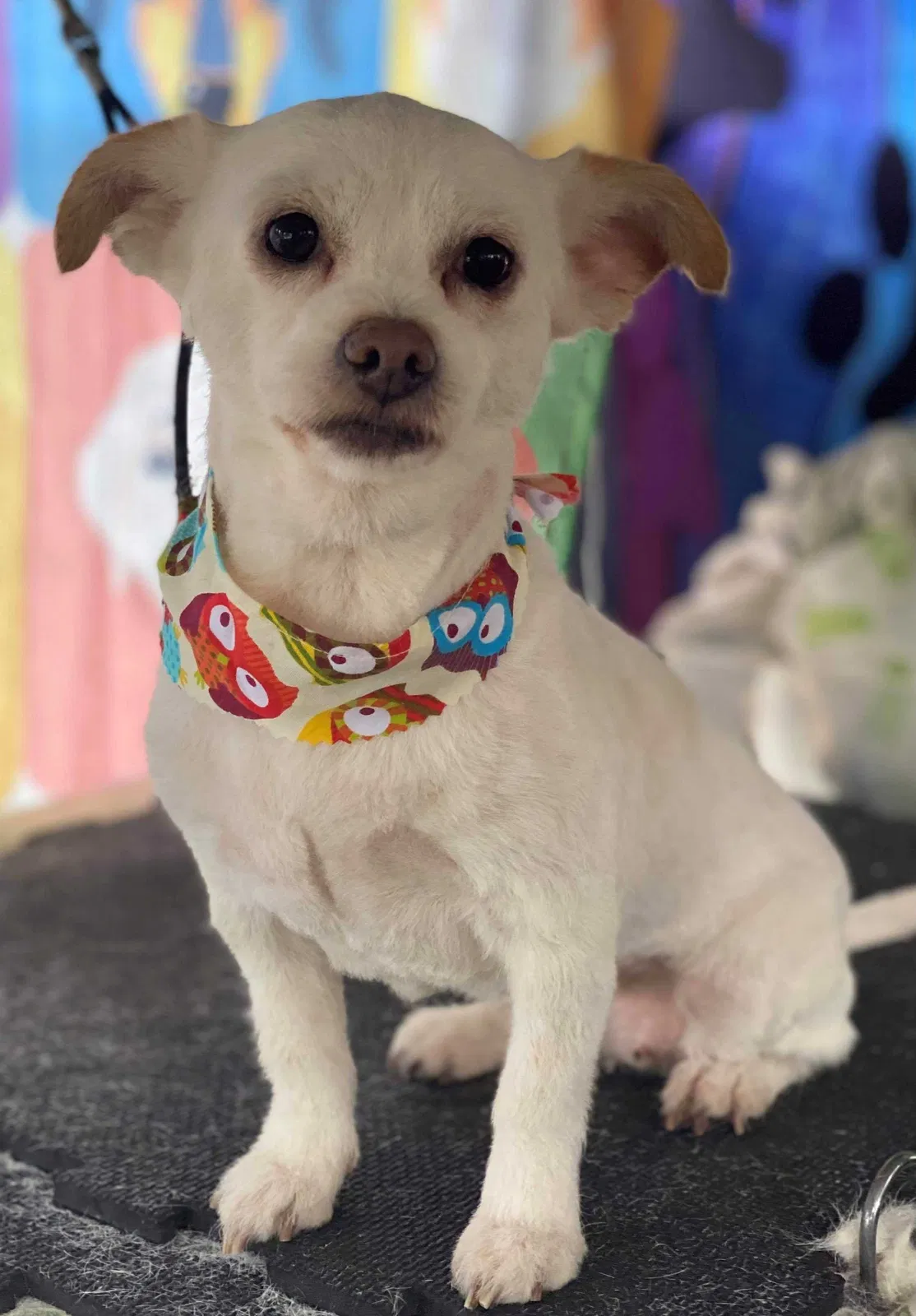 Lost dog in San Diego, CA, 92114