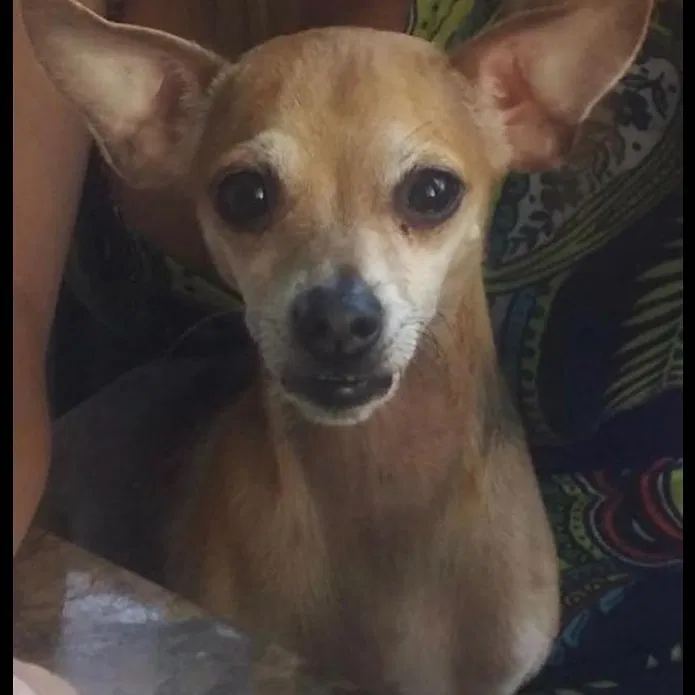 Lost dog in Deerfield Beach, FL, 33442