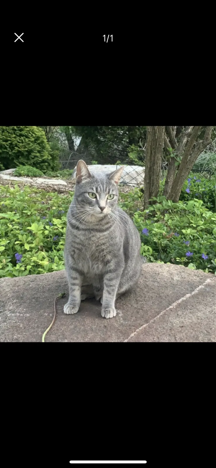 Lost cat in Wayzata, MN, 55391