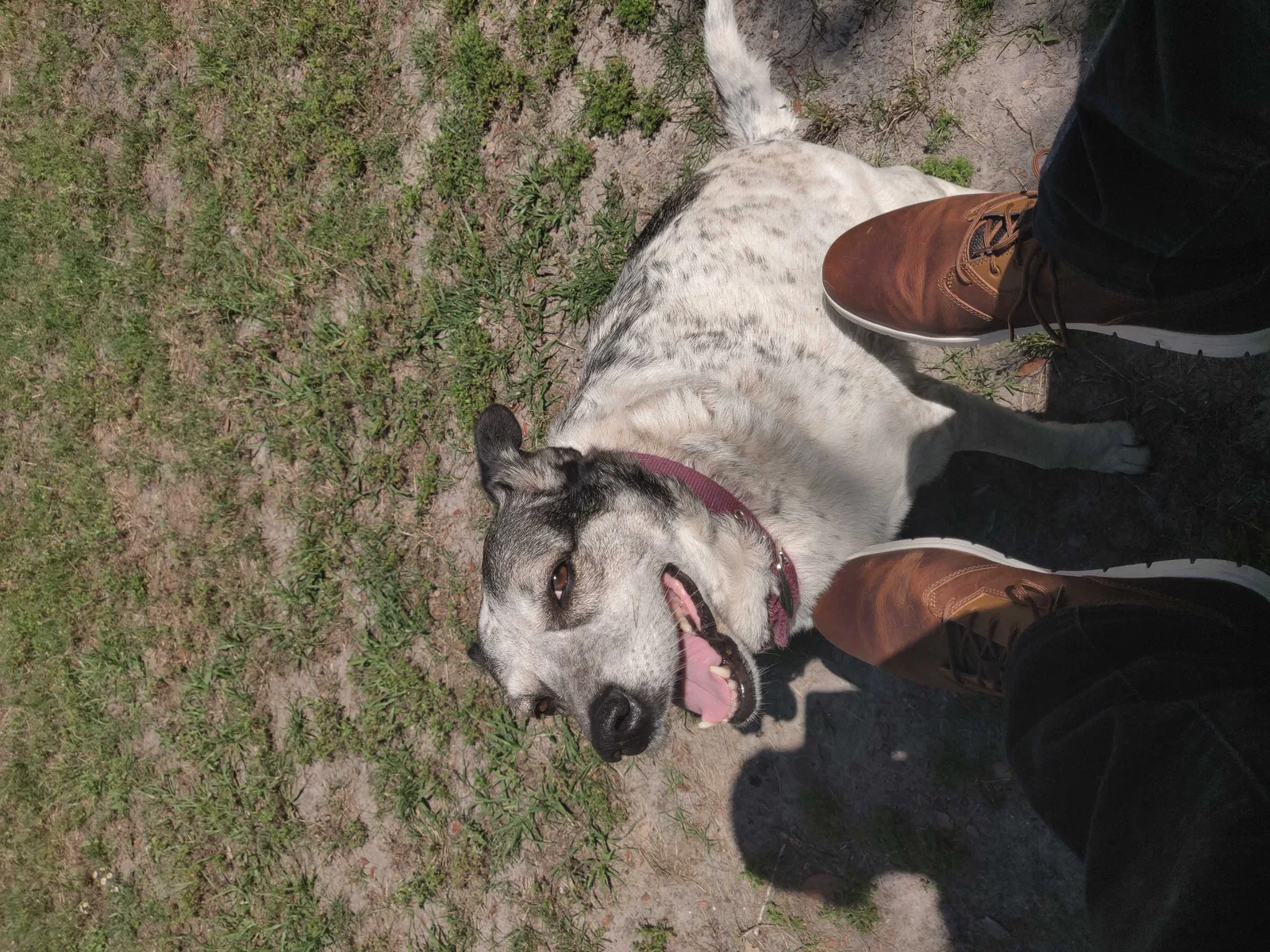 Lost dog in Kingsland, GA, 31548