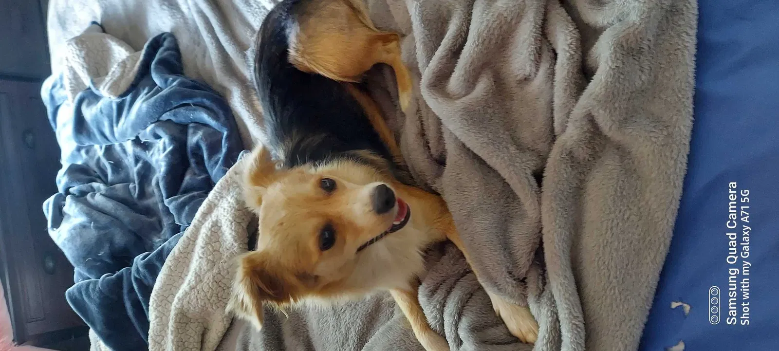 Found dog in Dalton, GA, 30721