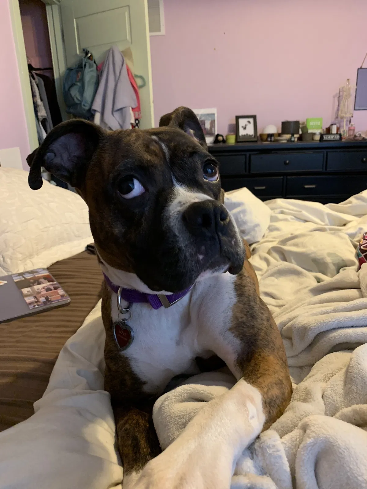 Lost dog in Miami, FL, 33179
