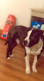 Lost dog in Atlanta, GA, 30311