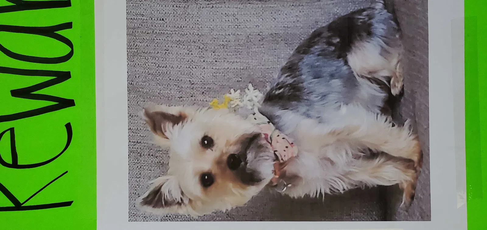 Lost dog in El Cajon, CA, 92019