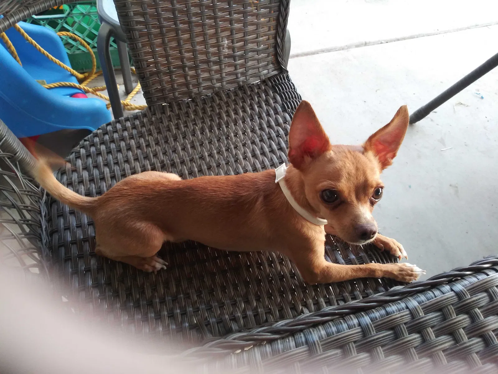 Lost dog in Goodyear, AZ, 85338