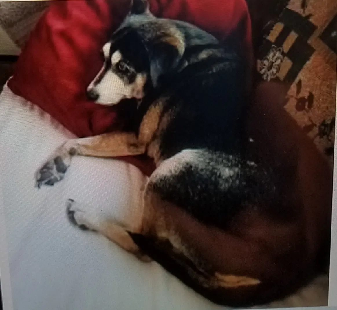 Lost dog in Albuquerque, NM, 87121