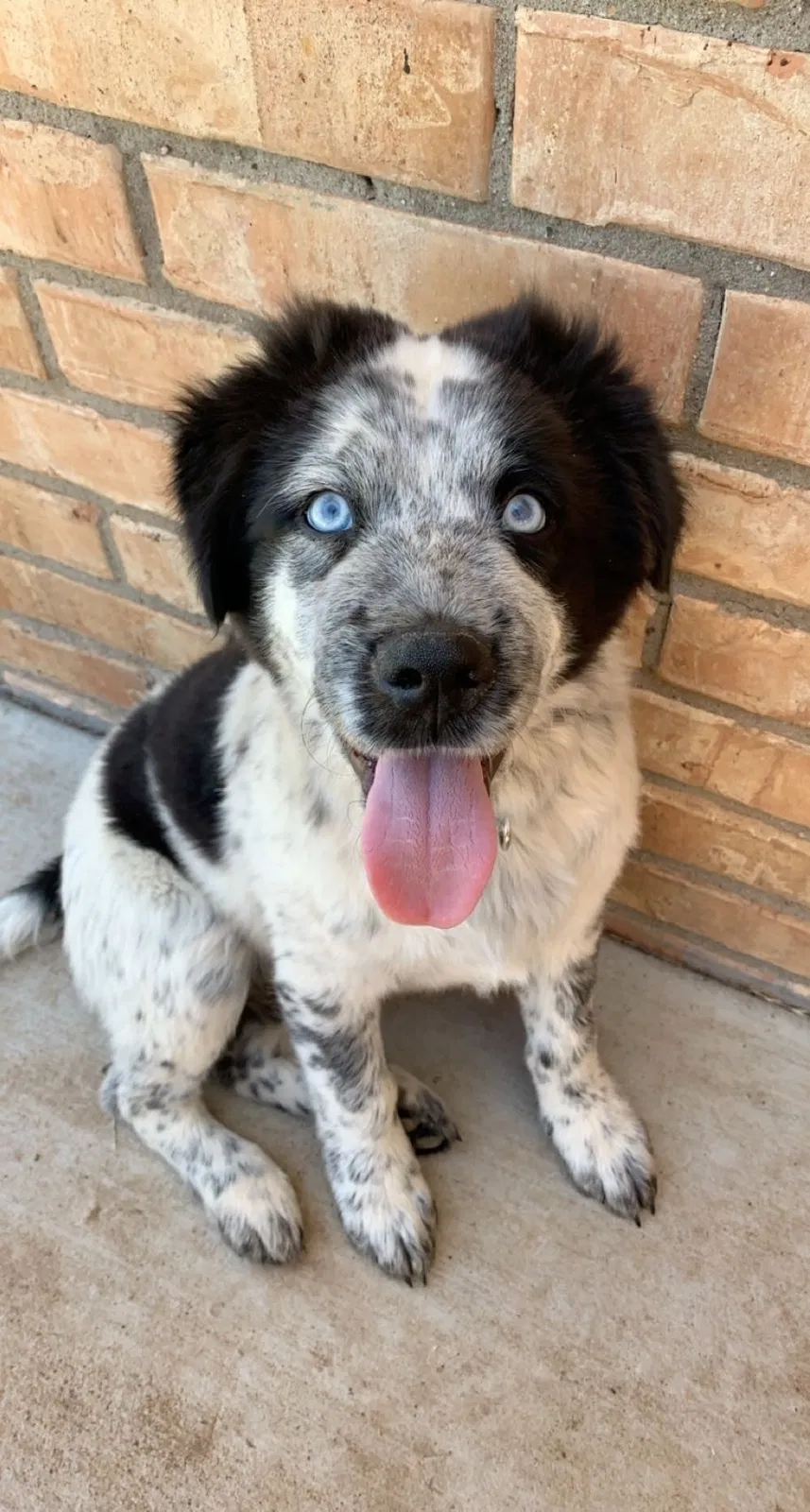 Lost dog in Amarillo, TX, 79118