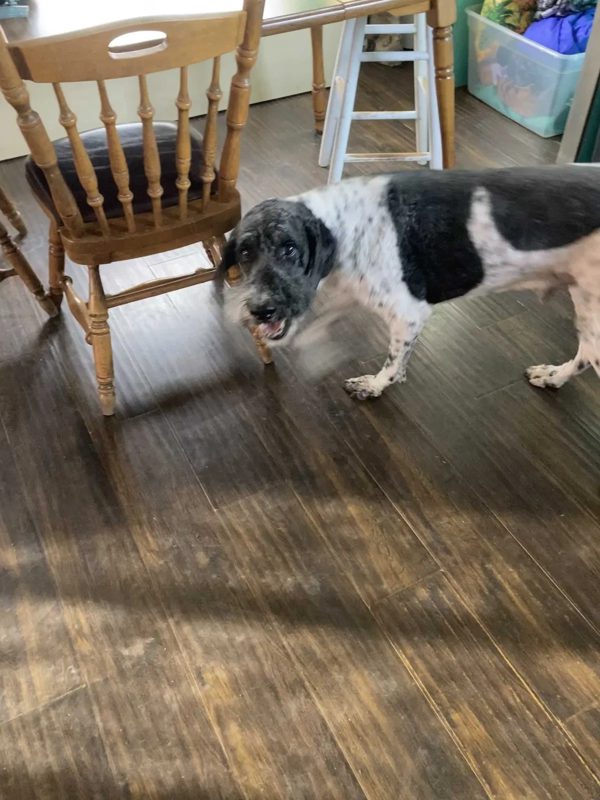 Lost dog in Reno, NV, 89506