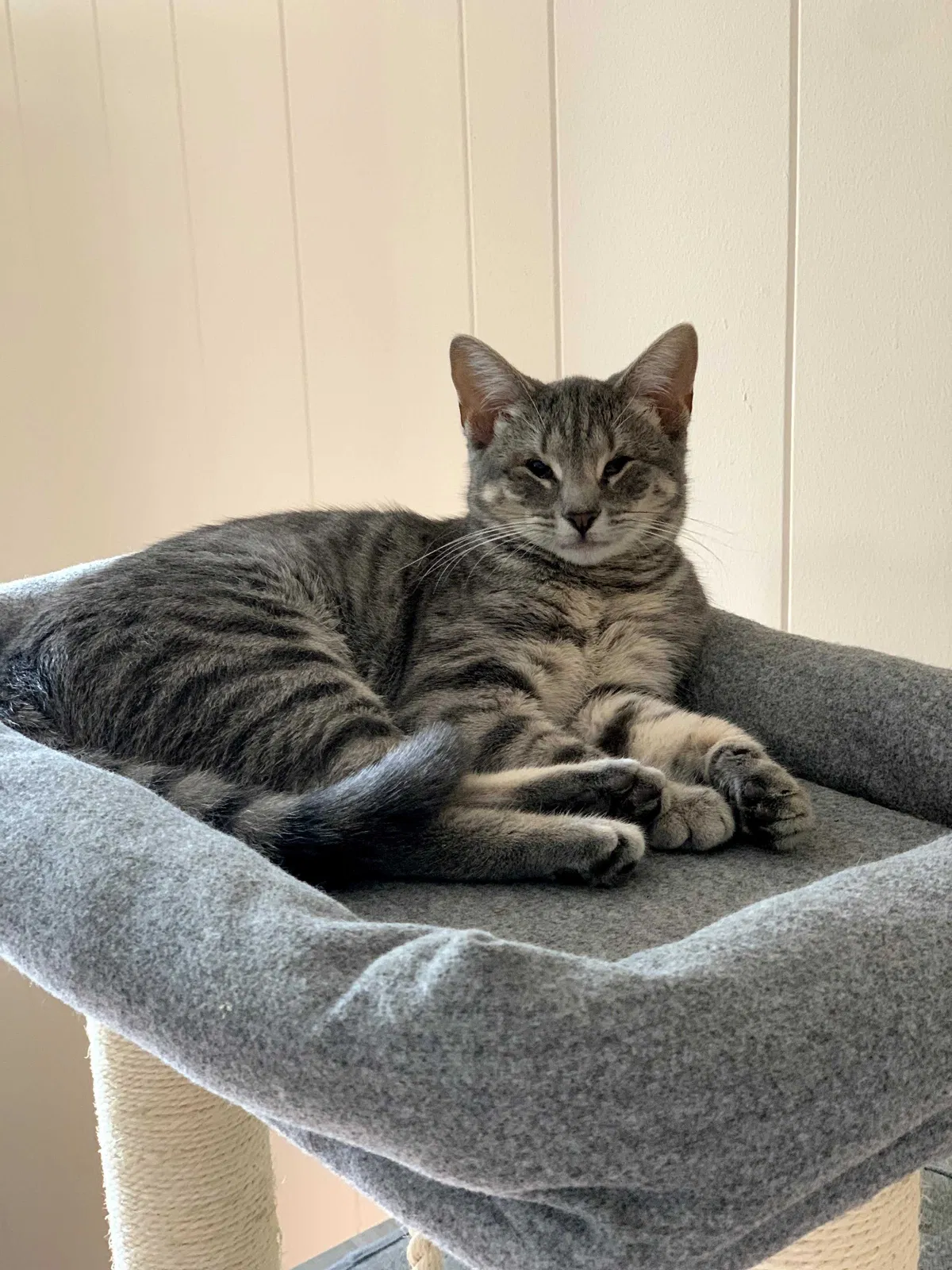Lost cat in Munster, IN, 46321
