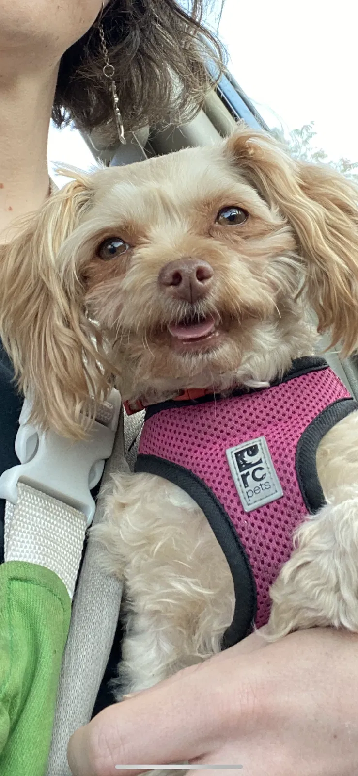 Lost dog in Oakland, CA, 94605