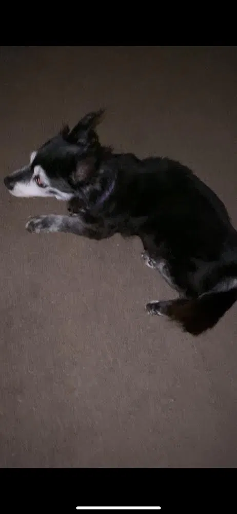 Lost dog in Kansas City, KS, 66109