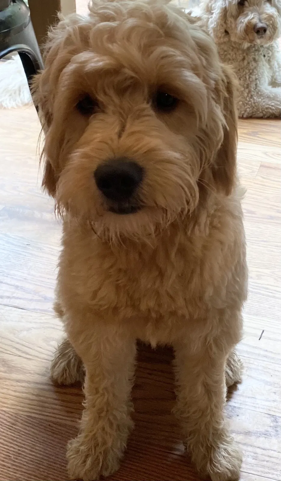 Lost dog in Hillsdale, NJ, 7642