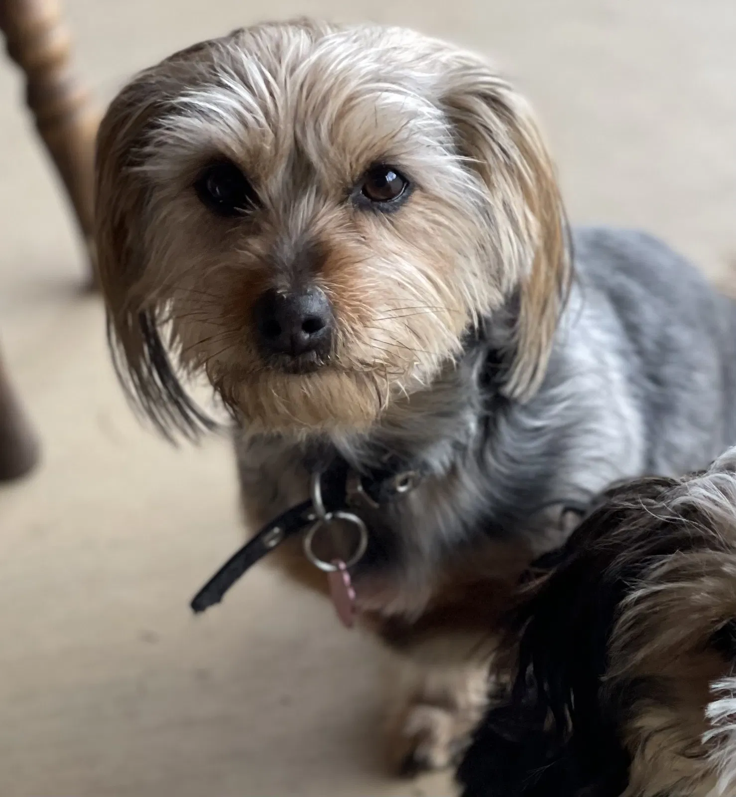 Lost dog in Conway, AR, 72034