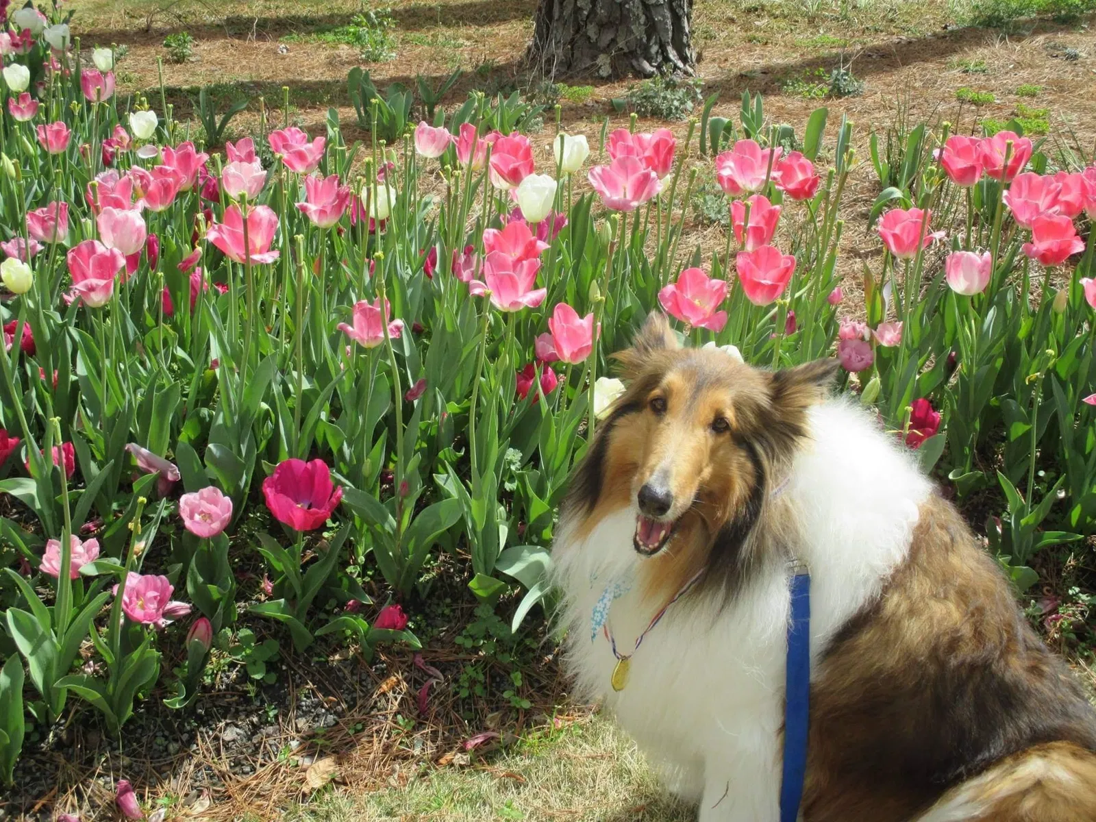 Lost dog in Aberdeen, NC, 28315