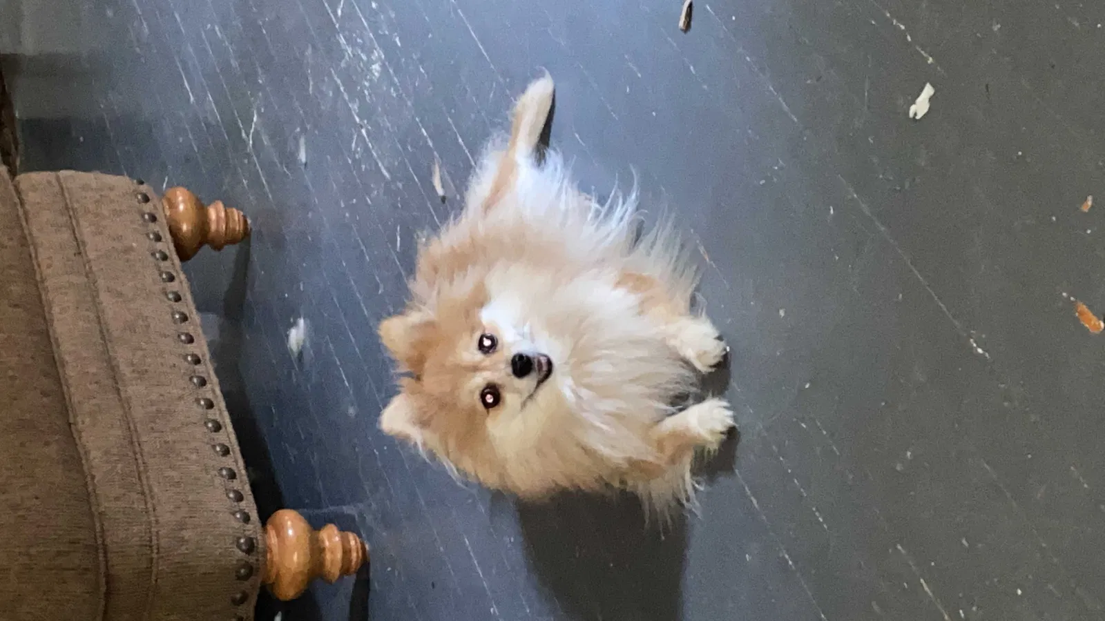 Lost dog in Kansas City, MO, 64125