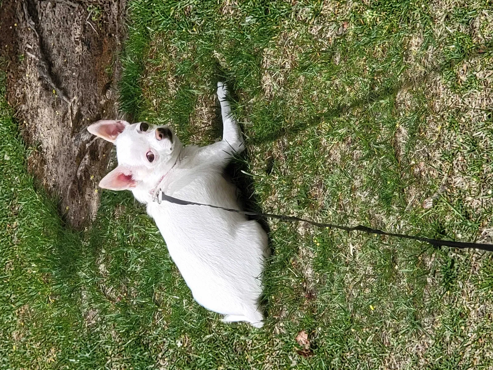 Lost dog in Brush Prairie, WA, 98606